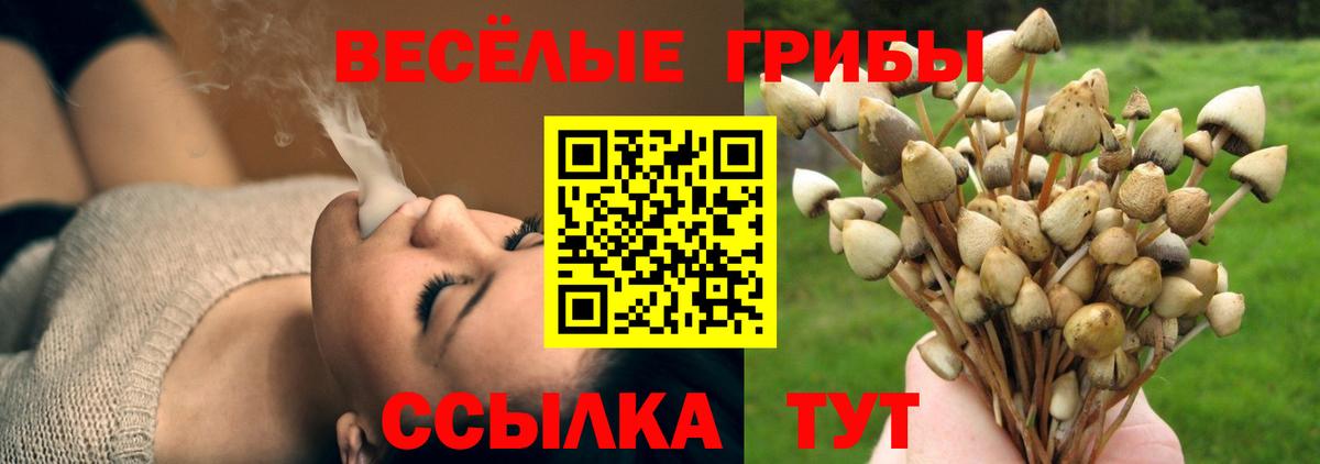 Галлюциногенные грибы Psilocybine cubensis Черногорск
